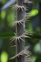 Rattan Palm (Calamus rotang) trunk, Gunung Leuser National Park, Sumatra, Indonesia