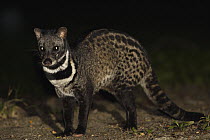 Malayan Civet (Viverra tangalunga) at night, Malaysia