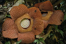Rafflesia (Rafflesia arnoldii) flowers, Bukit Barisan Selatan National Park, Sumatra, Indonesia