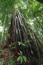 Fig (Ficus sp) tree, Bukit Barisan Selatan National Park, Sumatra, Indonesia