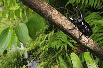 Rhinoceros Beetle (Xylotrupes gideon), Maninjau Lake, Indonesia