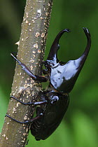 Rhinoceros Beetle (Xylotrupes gideon), Maninjau Lake, Indonesia