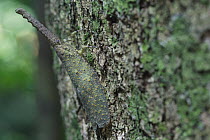 Lantern Bug (Fulgora sp), Gunung Leuser National Park, Sumatra, Indonesia