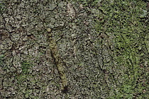 Cicada (Cicadidae) camouflaged on tree trunk, Gunung Leuser National Park, Sumatra, Indonesia