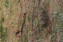Cicada (Cicadidae) camouflaged on tree trunk, Gunung Leuser National Park, Sumatra, Indonesia
