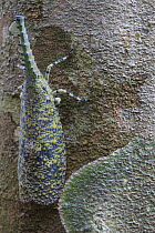 Lantern Bug (Fulgora sp) camouflaged on tree trunk, Gunung Leuser National Park, Sumatra, Indonesia