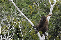 Humboldt's Woolly Monkey (Lagothrix lagotricha) in canopy, Icamaperou Sanctuary, Peru