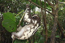 Brown-throated Three-toed Sloth (Bradypus variegatus) climbing branch, Pacaya Samiria National Park, Peru