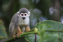 South American Squirrel Monkey (Saimiri sciureus) portrait, Peru