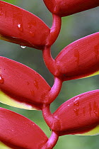 Hanging Heliconia (Heliconia rostrata) flowers, Peru