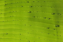 Banana (Musa sp) leaf detail with water drops, Peru