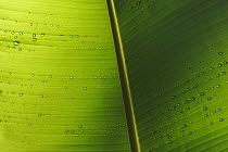 Banana (Musa sp) leaf detail with water drops, Peru