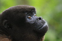 Humboldt's Woolly Monkey (Lagothrix lagotricha) looking up, Icamaperou Sanctuary, Peru