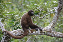 Humboldt's Woolly Monkey (Lagothrix lagothricha) sitting on branch, Icamaperou Sanctuary, Peru