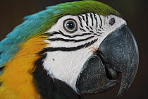 Blue and Yellow Macaw (Ara ararauna), Yurimaguas, Peru