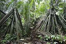 Stilt roots, typical for trees of flooding forests, Pacaya Samiria National Park, Peru