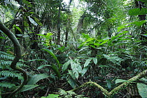Tropical undergrowth, Pacaya Samiria National Park, Peru