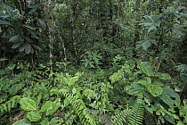 High altitude rainforest undergrowth, 1800 meters, Cordillera Azul National Park, Peru
