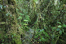 High altitude rainforest undergrowth, 1800 meters, Cordillera Azul National Park, Peru
