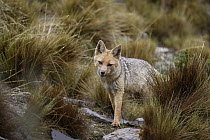 Culpeo (Lycalopex culpaeus) in Altiplano, Cordillera Blanca Mountain Range, Andes, Peru