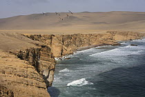 Coastal desert, Paracas National Reserve, Pacific Coast, Peru