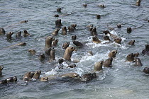 South American Sea Lion (Otaria flavescens) and South American Fur Seal (Arctocephalus australis) group swimming, Point Coles Nature Reserve, Peru