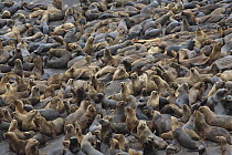 South American Sea Lion (Otaria flavescens) and South American Fur Seal (Arctocephalus australis) colony, Point Coles Nature Reserve, Peru
