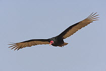 Turkey Vulture (Cathartes aura) flying, Paracas National Reserve, Peru
