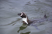 Humboldt Penguin (Spheniscus humboldti) swimming, Point Coles Nature Reserve, Peru