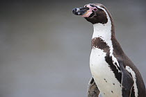Humboldt Penguin (Spheniscus humboldti), Point Coles Nature Reserve, Peru