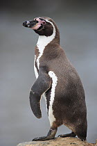 Humboldt Penguin (Spheniscus humboldti) portrait, Point Coles Nature Reserve, Peru