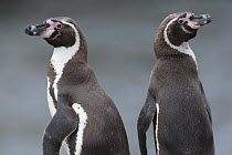 Humboldt Penguin (Spheniscus humboldti) pair, Point Coles Nature Reserve, Peru