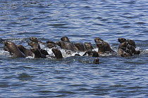 South American Sea Lion (Otaria flavescens) group swimming, Point Coles Nature Reserve, Peru