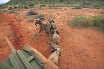 African Elephant (Loxodonta africana) group relocated to Tsavo from Mwaluganje Elephant Sanctuary, Kenya