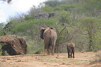 African Elephant (Loxodonta africana) mother and calf relocated to Tsavo from Mwaluganje Elephant Sanctuary, Kenya