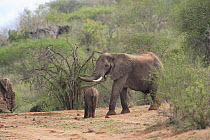 African Elephant (Loxodonta africana) mother and calf relocated to Tsavo from Mwaluganje Elephant Sanctuary, Kenya
