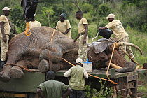 African Elephant (Loxodonta africana) bull being relocated to Tsavo from Mwaluganje Elephant Sanctuary, Kenya