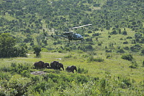 African Elephant (Loxodonta africana) group anesthesized from helicopter for relocation to Tsavo from Mwaluganje Elephant Sanctuary, Kenya