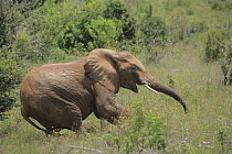 African Elephant (Loxodonta africana) falling down from effects of anesthesia, as part of relocation to Tsavo from Mwaluganje Elephant Sanctuary, Kenya