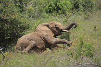 African Elephant (Loxodonta africana) falling down from effects of anesthesia, as part of relocation to Tsavo from Mwaluganje Elephant Sanctuary, Kenya