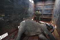 African Elephant (Loxodonta africana) in special truck for relocation to Tsavo from Mwaluganje Elephant Sanctuary, Kenya
