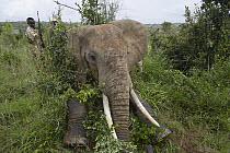 African Elephant (Loxodonta africana) anesthesized for relocation to Tsavo from Mwaluganje Elephant Sanctuary, Kenya