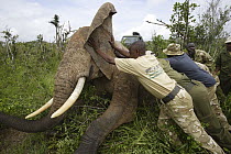 African Elephant (Loxodonta africana) which is anesthesized is pushed onto side to avoid suffocation as part of relocation to Tsavo from Mwaluganje Elephant Sanctuary, Kenya