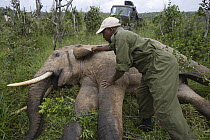 African Elephant (Loxodonta africana) anesthesized for relocation to Tsavo from Mwaluganje Elephant Sanctuary, Kenya