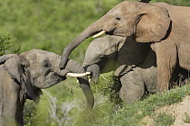 African Elephant (Loxodonta africana) calves playing, Mwaluganje Elephant Sanctuary, Kenya