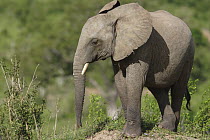 African Elephant (Loxodonta africana) calf, Mwaluganje Elephant Sanctuary, Kenya