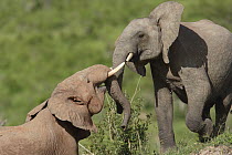 African Elephant (Loxodonta africana) calves playing, Mwaluganje Elephant Sanctuary, Kenya