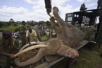 African Elephant (Loxodonta africana) bull loaded onto truck for relocation to Tsavo from Mwaluganje Elephant Sanctuary, Kenya