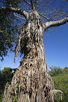 Baobab (Adansonia sp) tree eaten by African Elephants (Loxodonta africana), Mwaluganje Elephant Sanctuary, Kenya