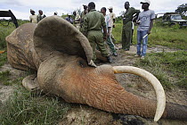 African Elephant (Loxodonta africana) bull being relocated to Tsavo from Mwaluganje Elephant Sanctuary, Kenya